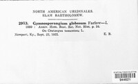 Gymnosporangium globosum image